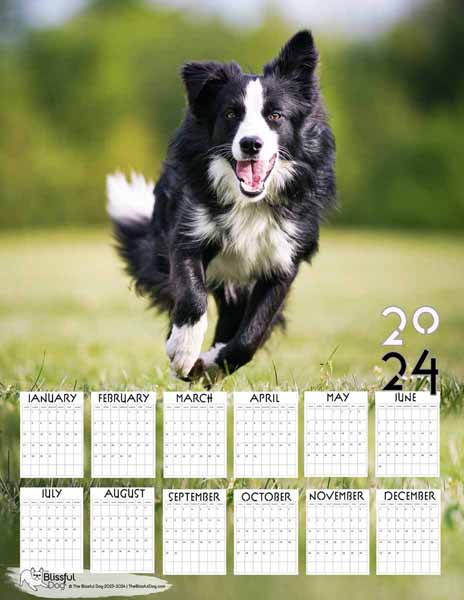 border collie free calendar
