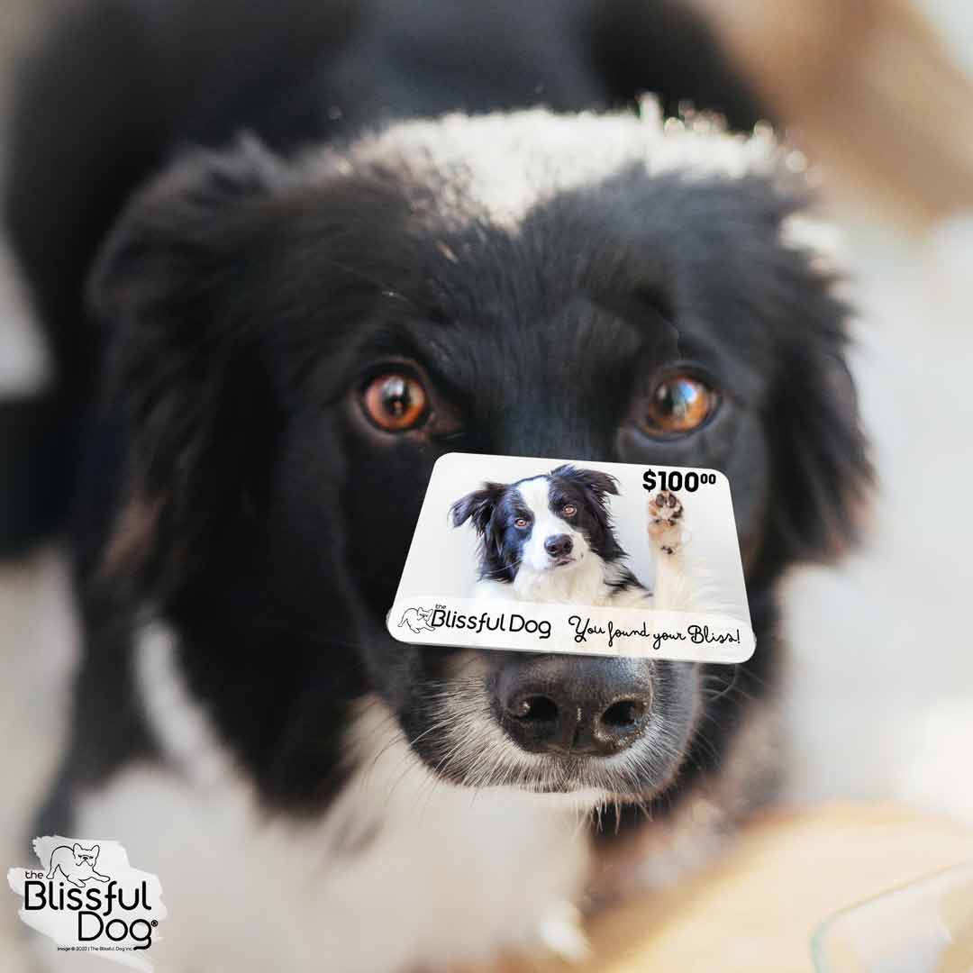 border collie charge card on nose