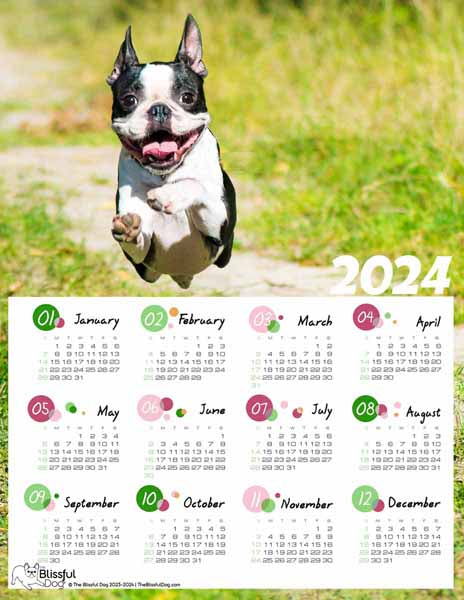 free boston terrier calendar