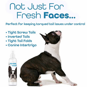 Boston Terrier face clean