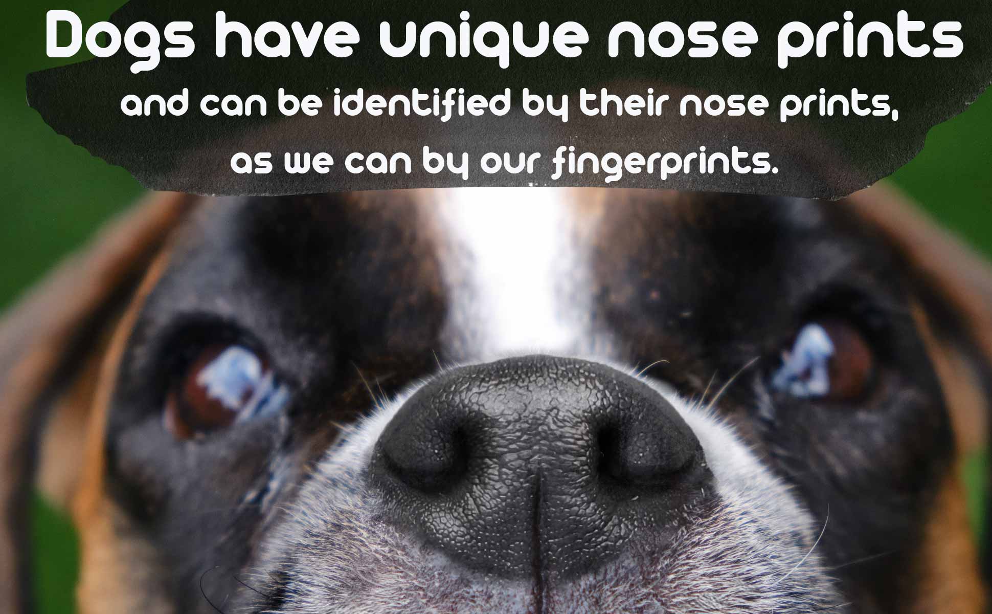 boxer dog nose macro