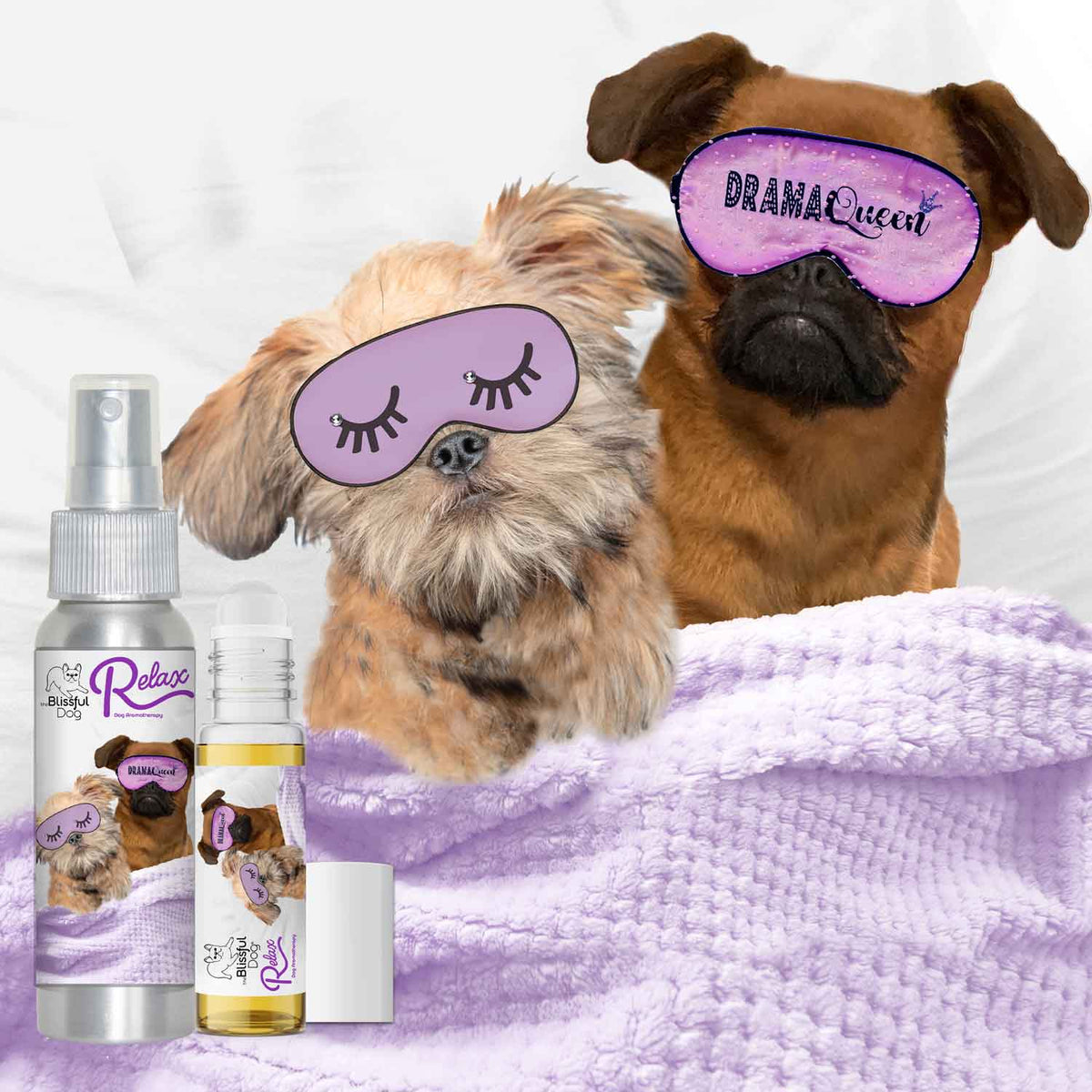 brussels griffon afraid of thunder