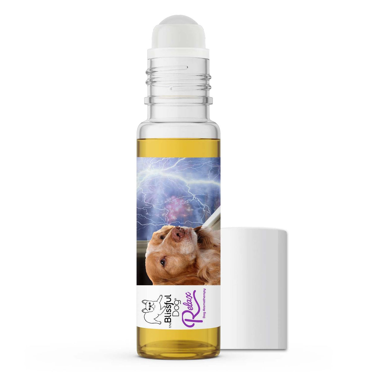 brittany dog scared loud noises