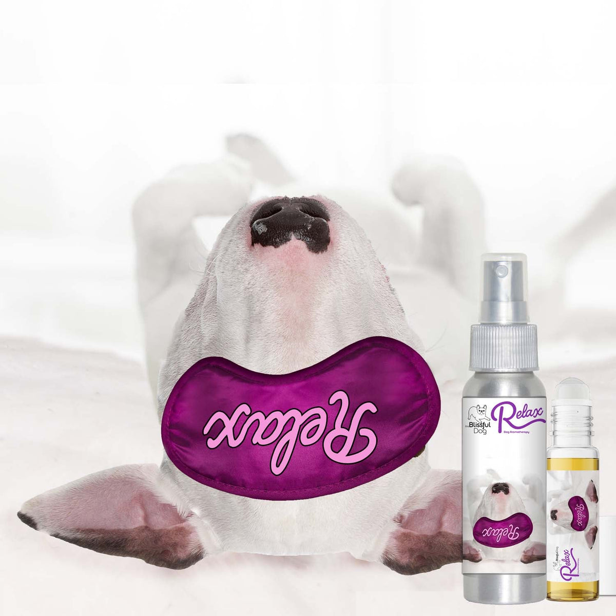 Bull Terrier relax dog aromatherapy