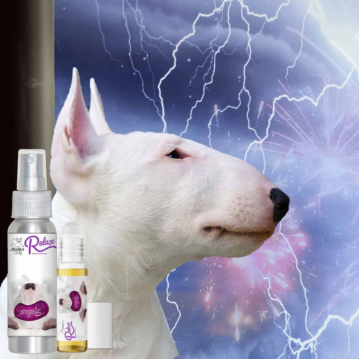 Bull Terrier afraid of thunderstorms