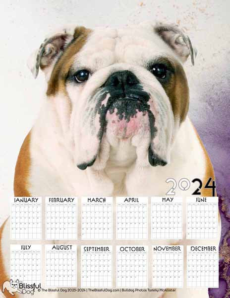free bulldog calendar