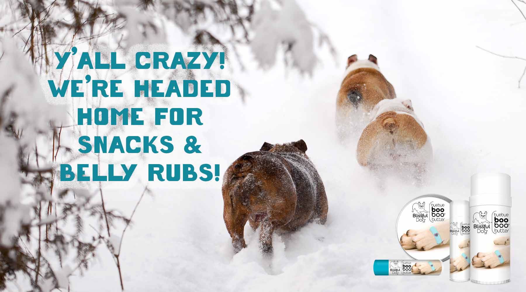 bulldogs in snow