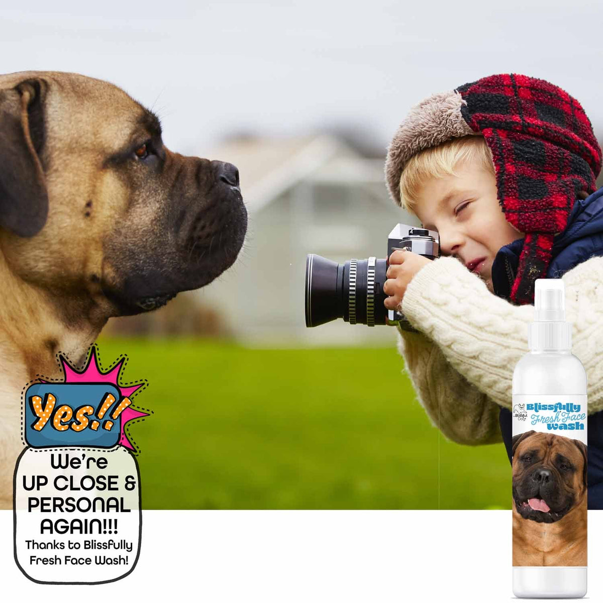 Bullmastiff face wash