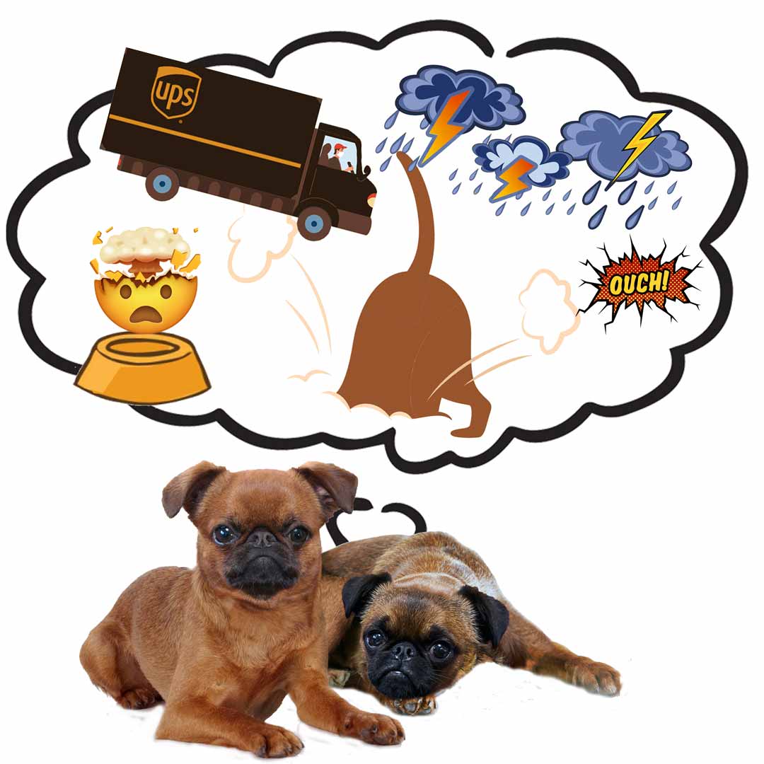 Dog Chakra Healing | Holistic Healing for Dogs - The Blissful Dog