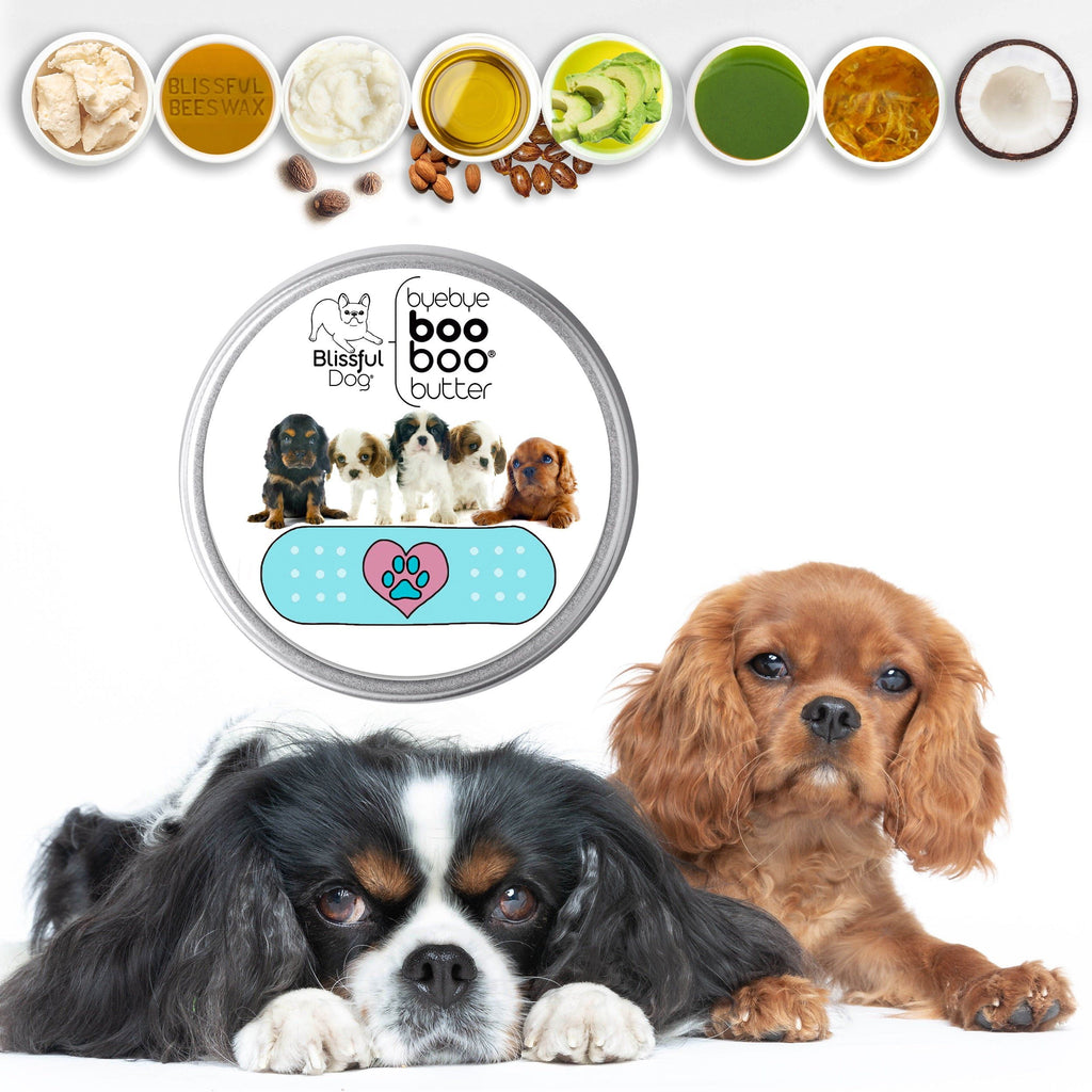 Cavalier King Charles Spaniel Boo Boo Butter