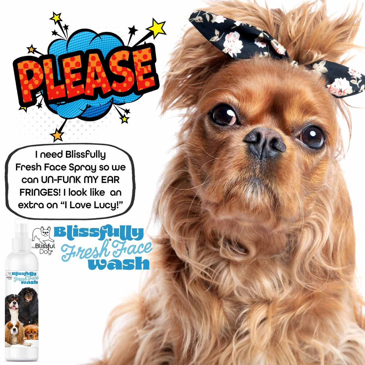 Cavalier Spaniel face