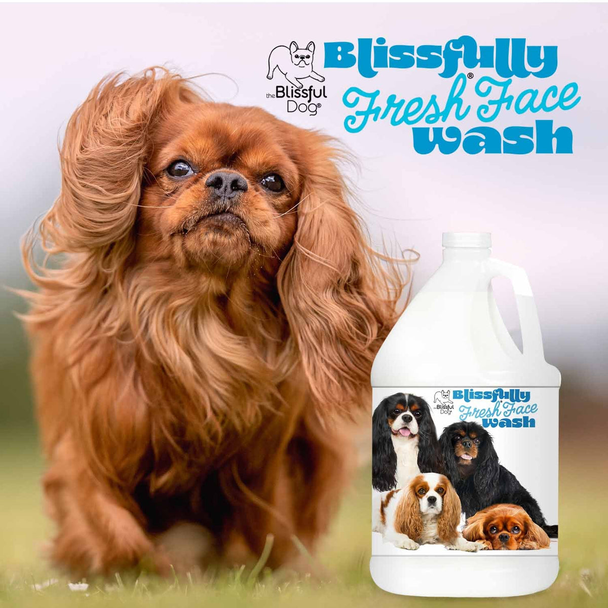 Cavalier King Charles Spaniel face wash