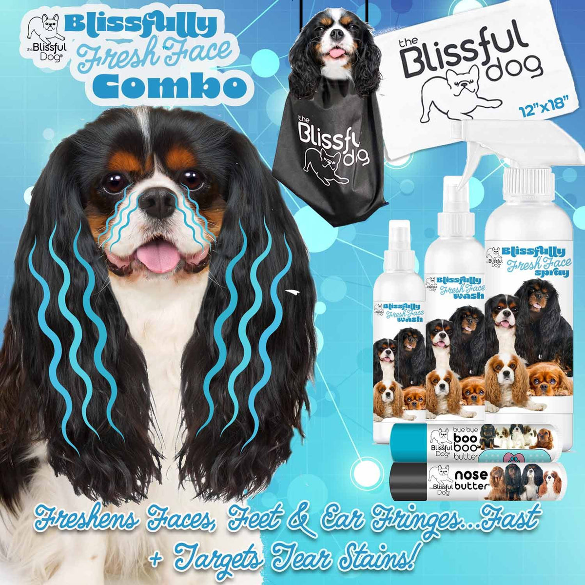 King Charles Spaniel face