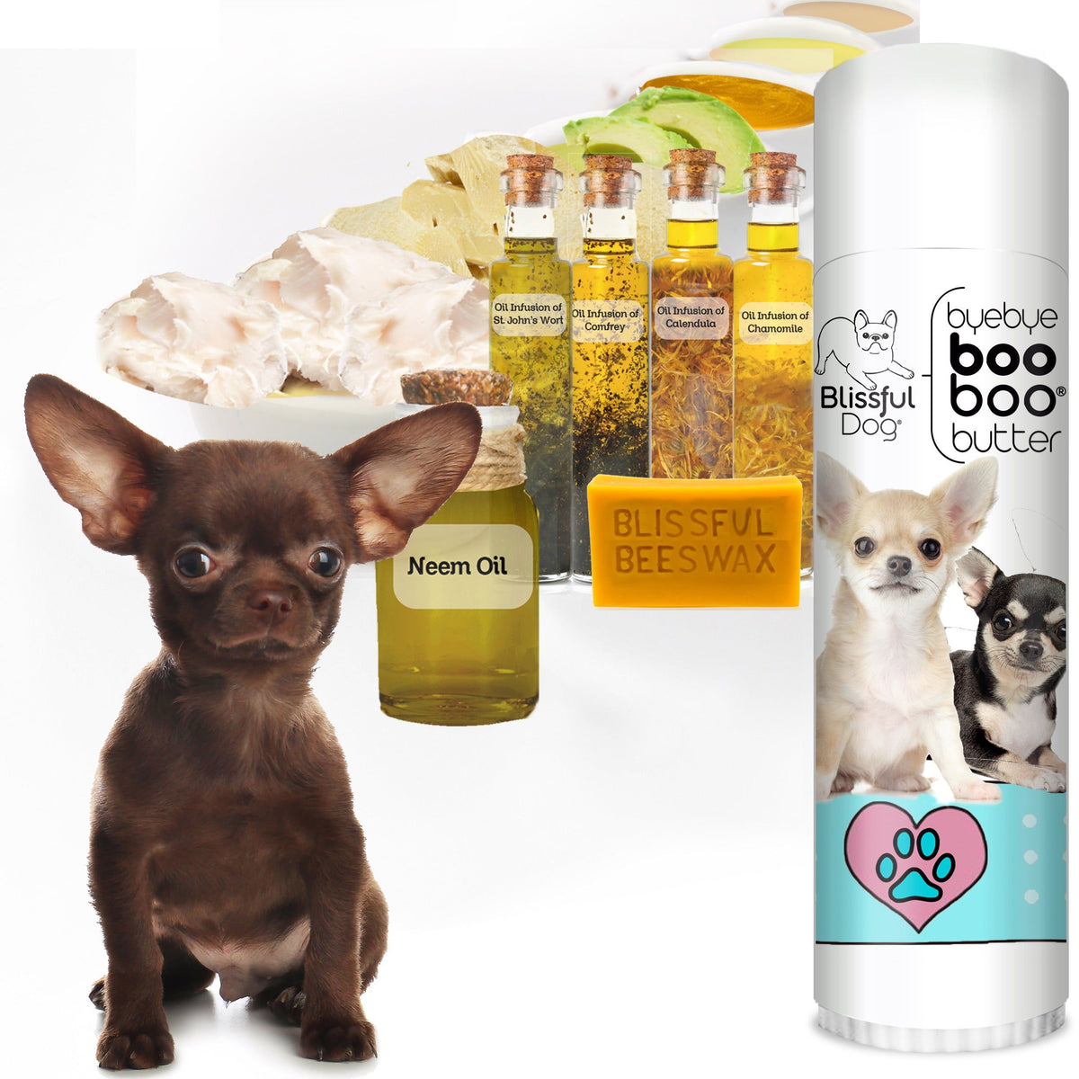 chihuahua itchy skin