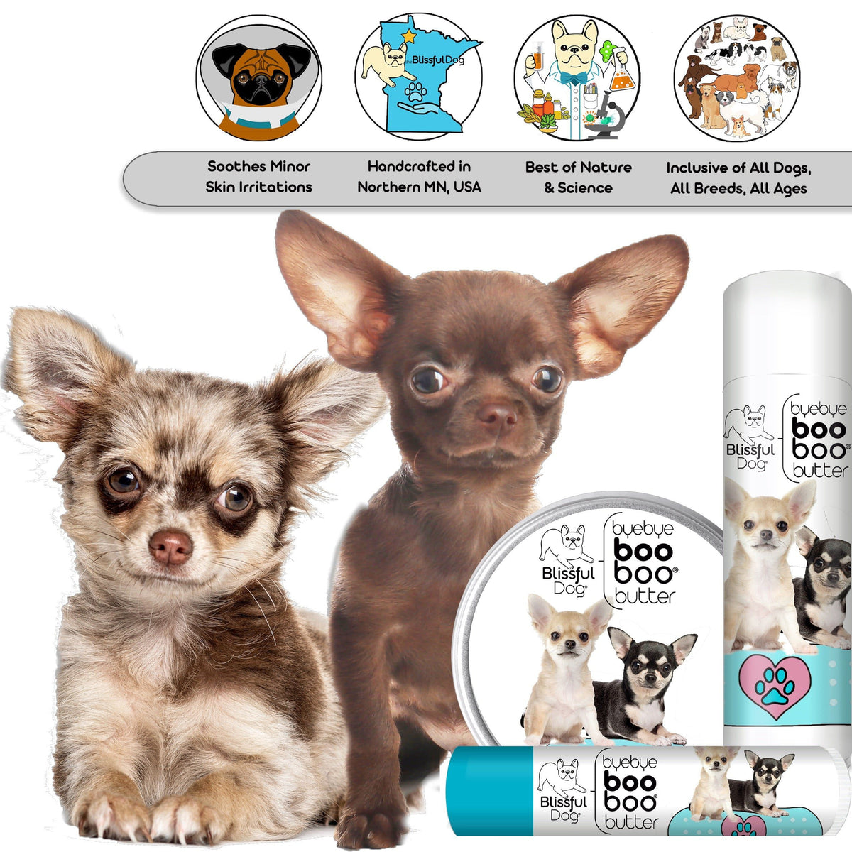 chihuahua has dry skin