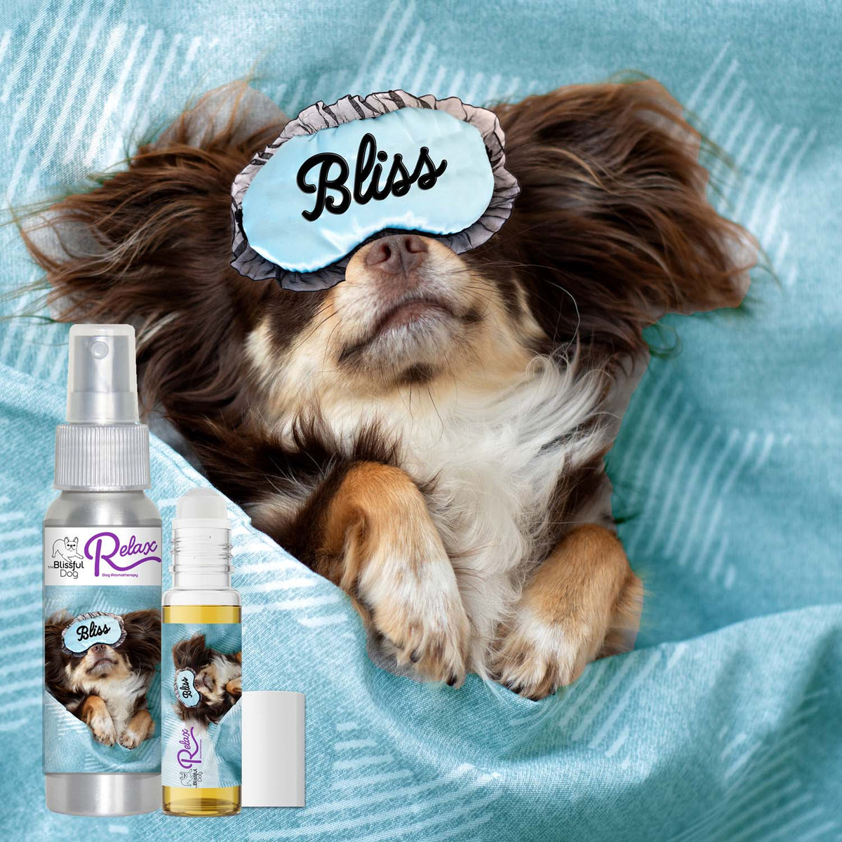 Chihuahua scared of thunderstorms