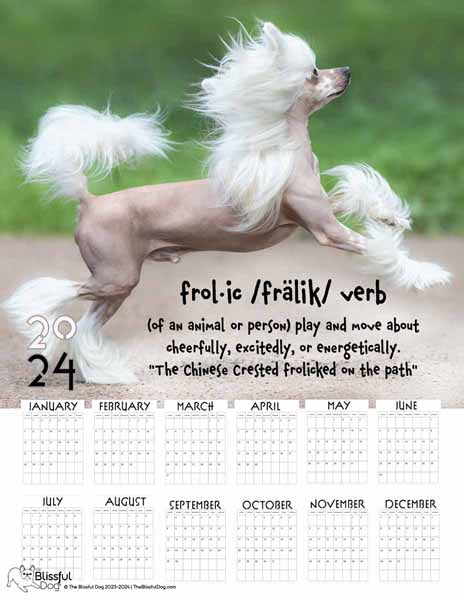 chinese crested frolic