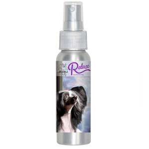 chinese crested  relax dog aromatherapy