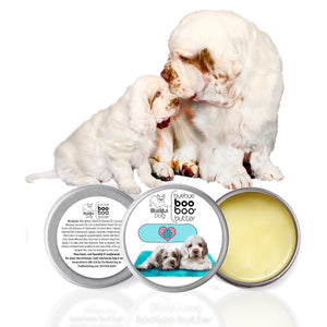 Clumber Spaniel dry nose