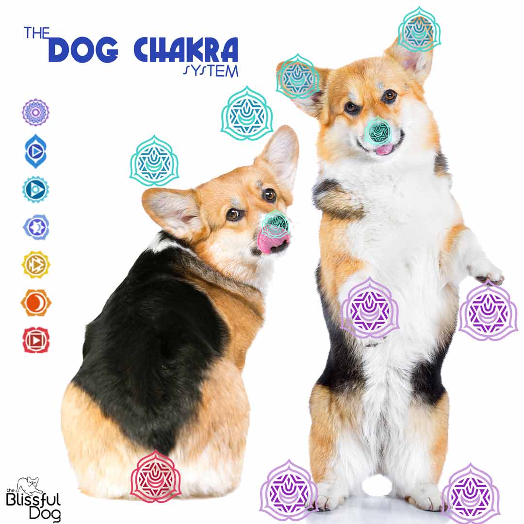 dog chakra system