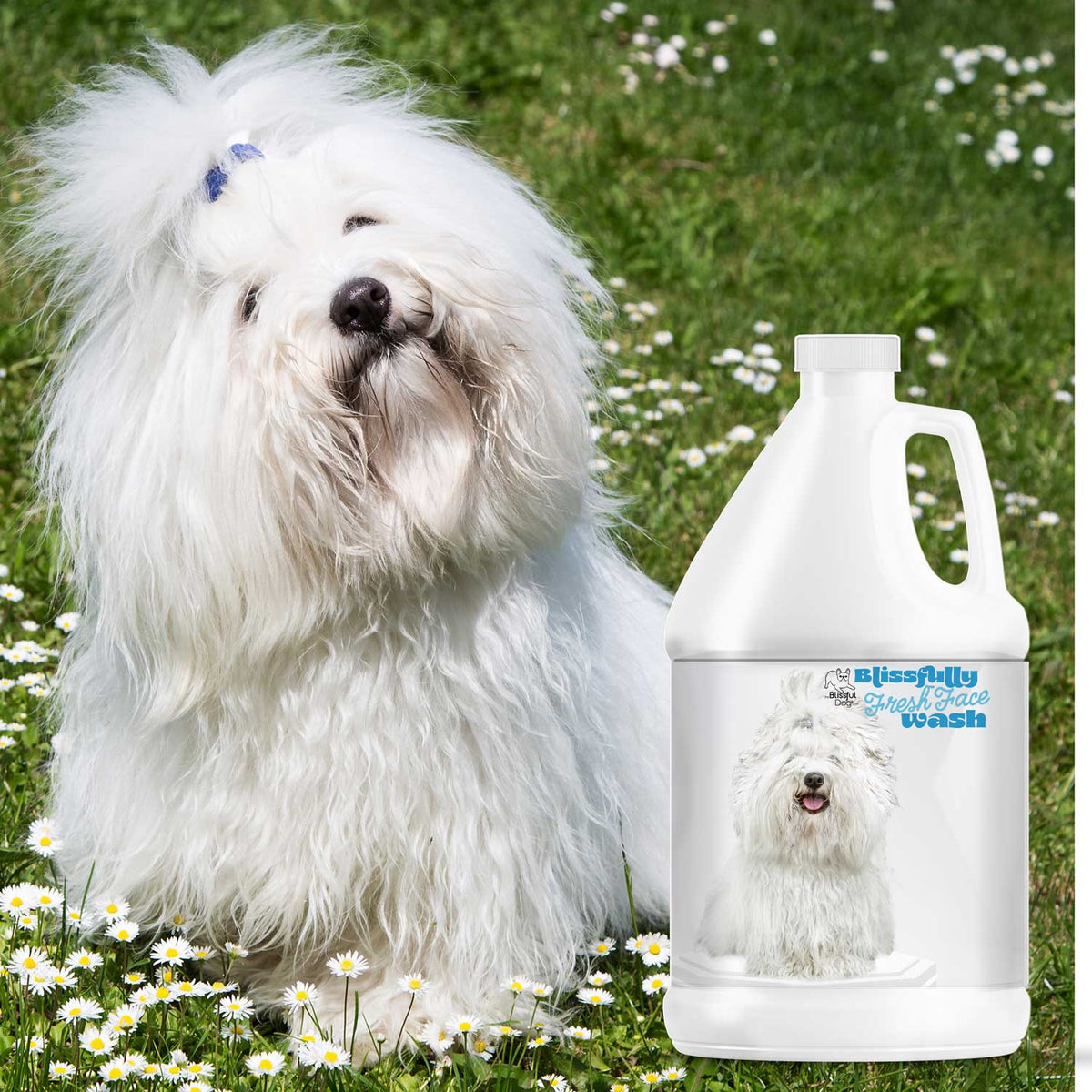 Coton de Tulear grooming