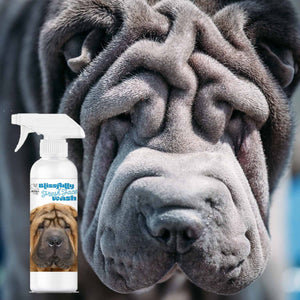 Chinese Shar-Pei face blue