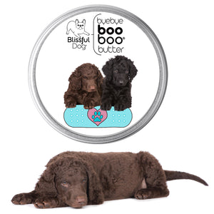 curly-coated retriever puppy care