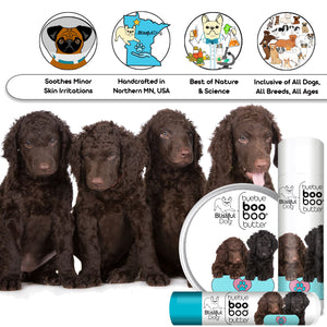 curly-coated retriever skin care