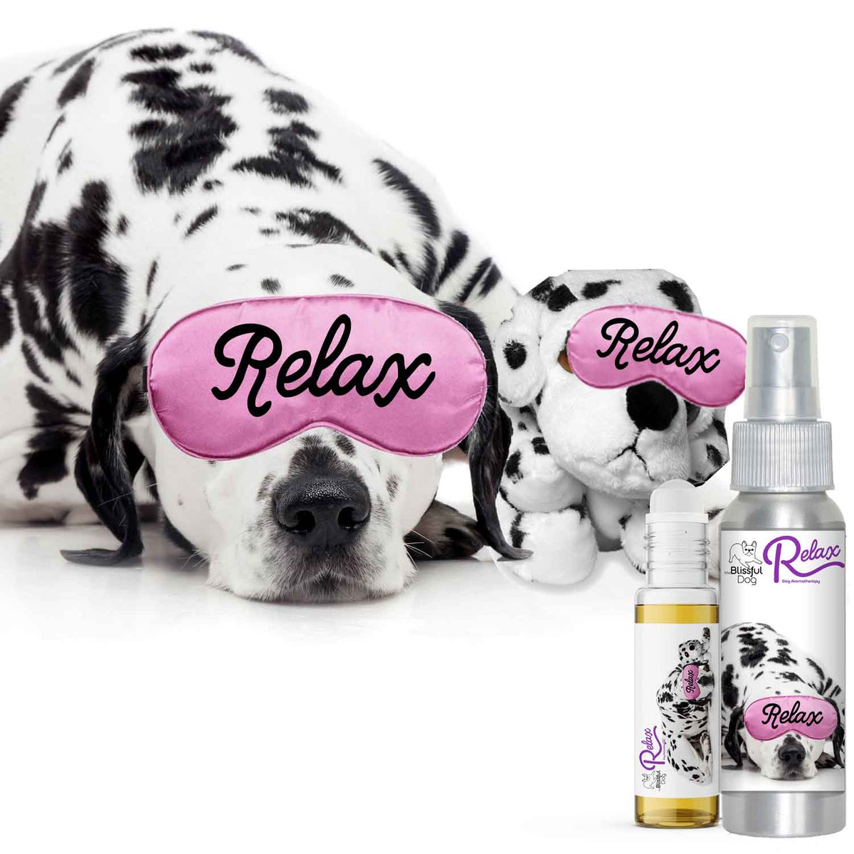 Dalmatian afraid thunder