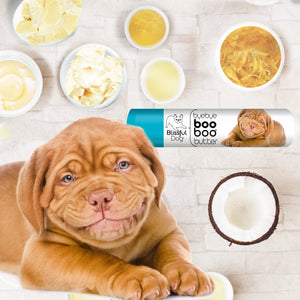 dogue de bordeaux care