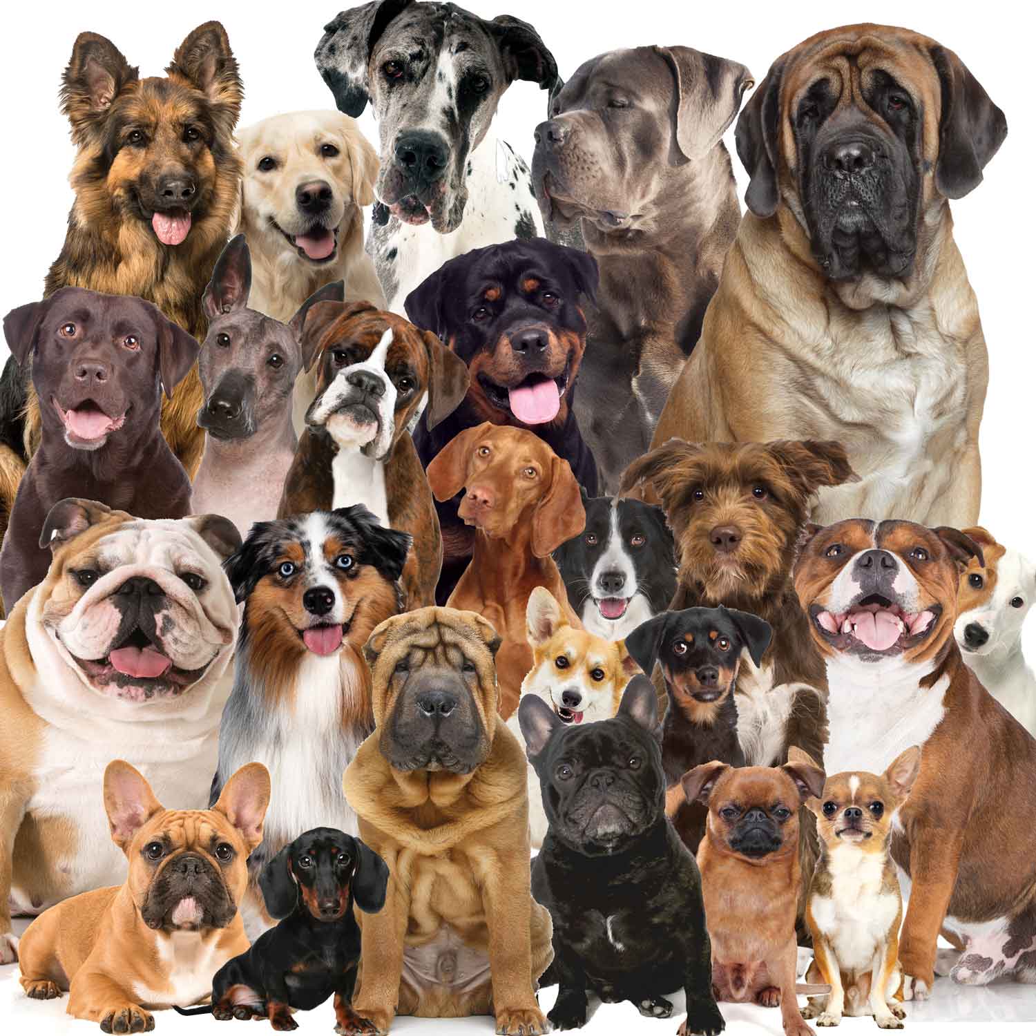 BATHING SHORT-COATED DOGS