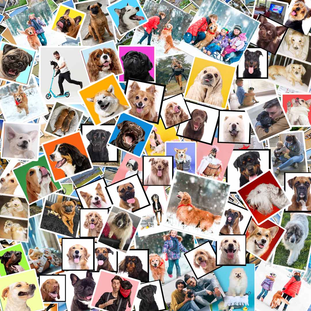 DOG BREED COLLAGE