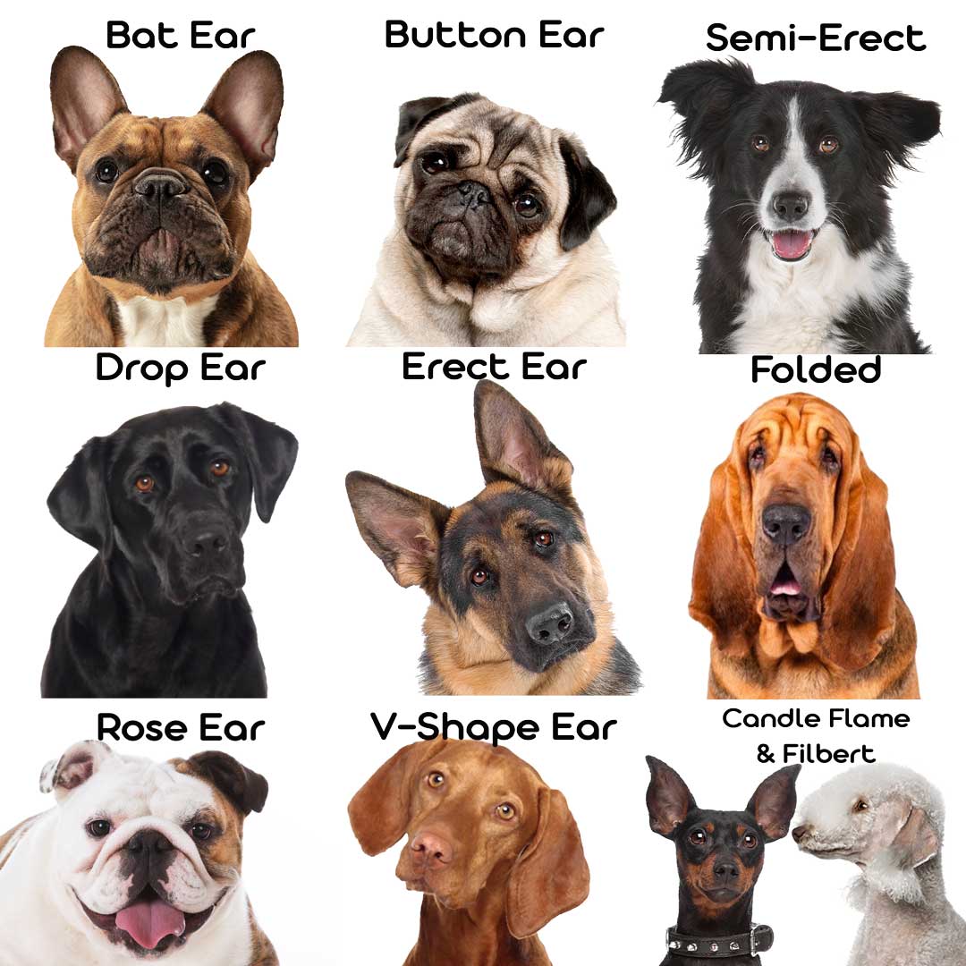 Shapes of dog ears