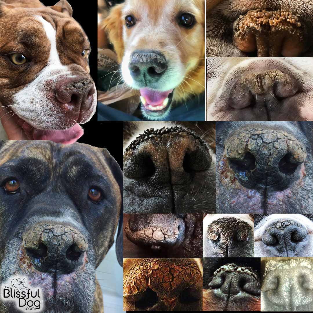 dry dog noses