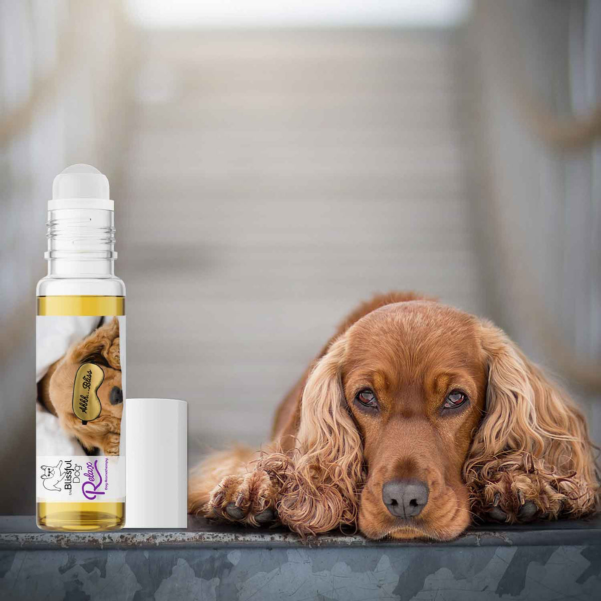 english cocker spaniel afraid fireworks