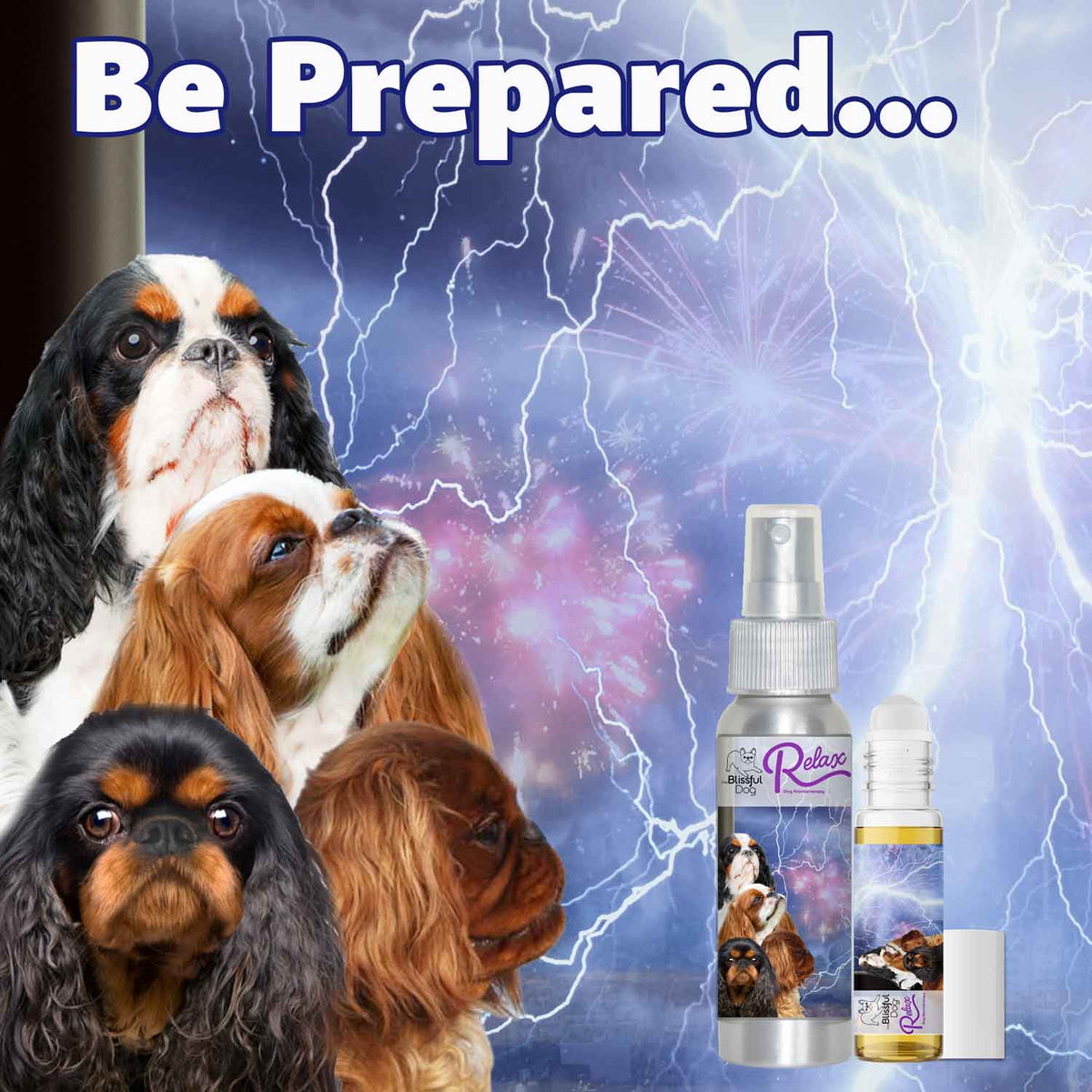 english toy spaniel afraid