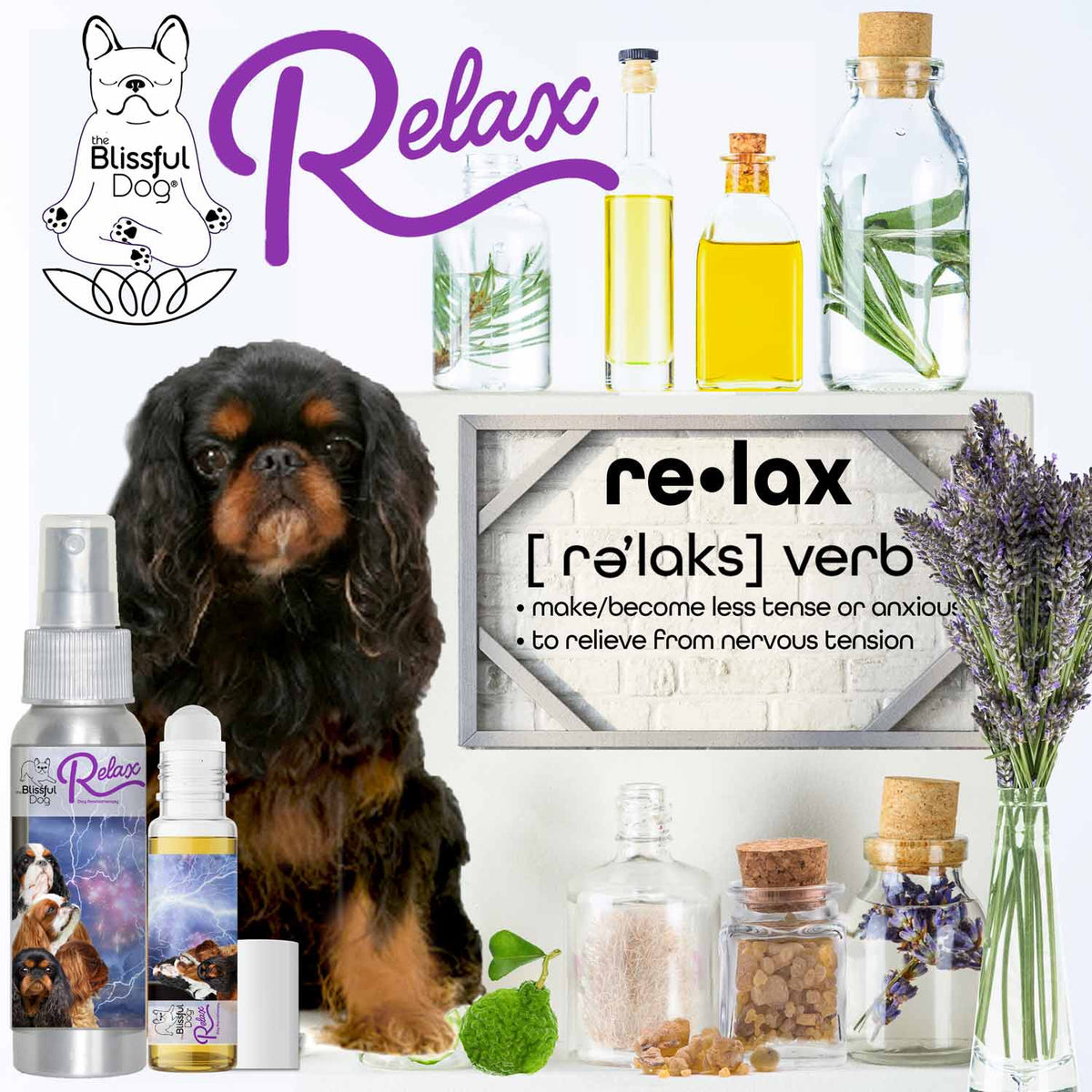 english toy spaniel separation anxiety