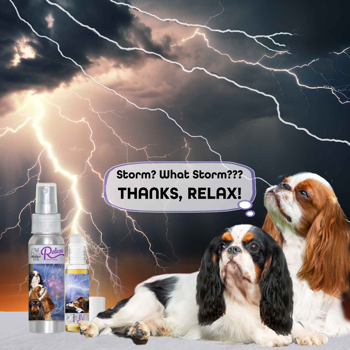 english toy spaniel scared thunder