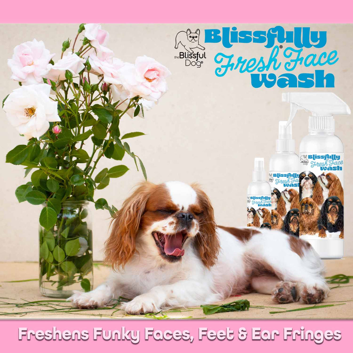 English Toy Spaniel ear wash