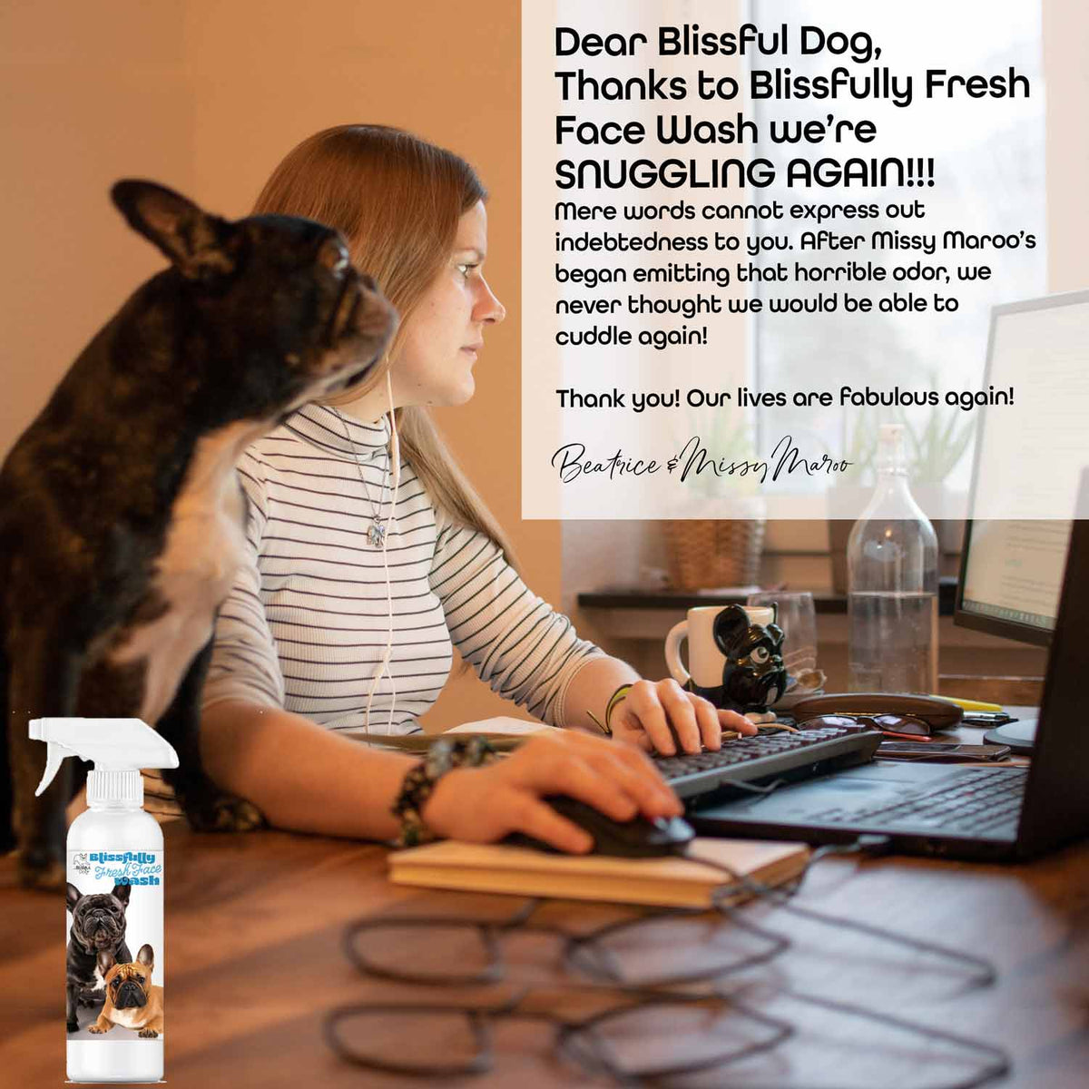 French Bulldog pet care