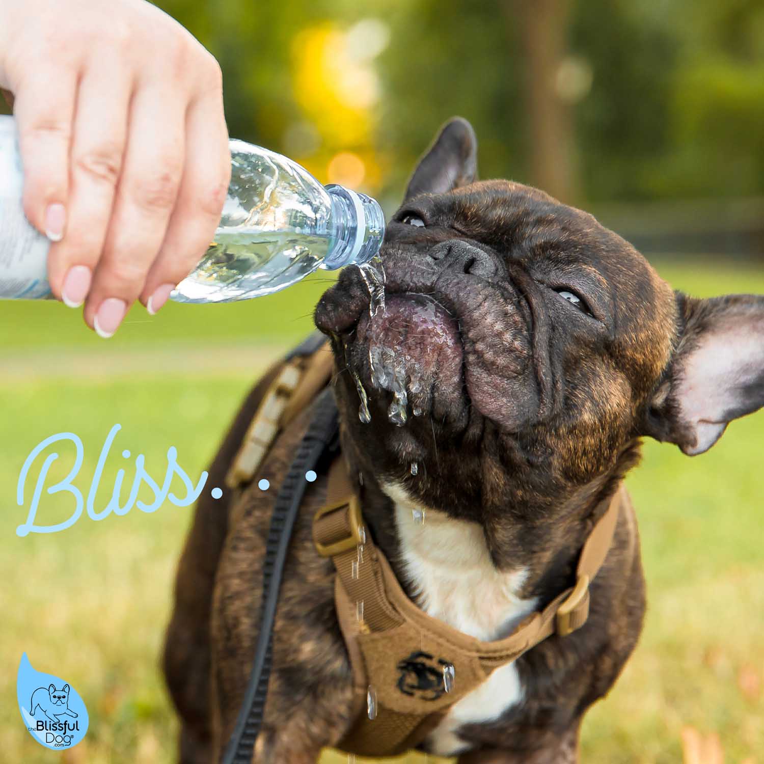 Frenchie drinking out of water bottle