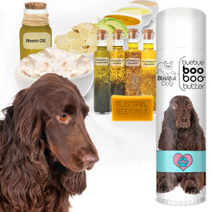 field spaniel boo boo butter