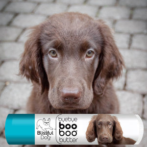 flat coated retriever skin care