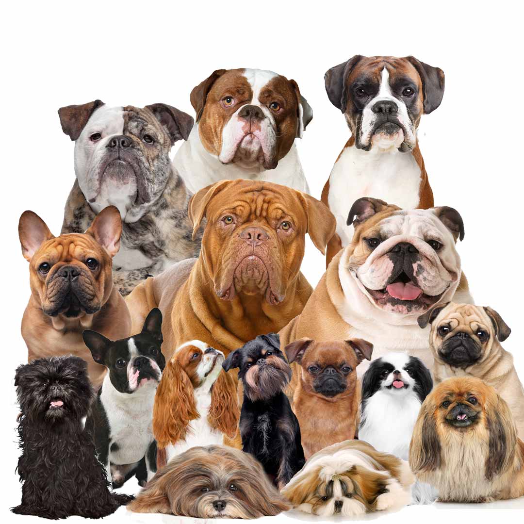 Charity says 'think twice' before choosing flat-faced dog breeds