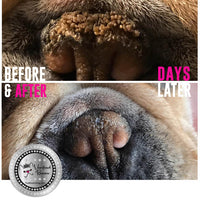 The Blissful Dog Dry Dog Nose Info | A Bit Dry To Nasal Hyperkeratosis