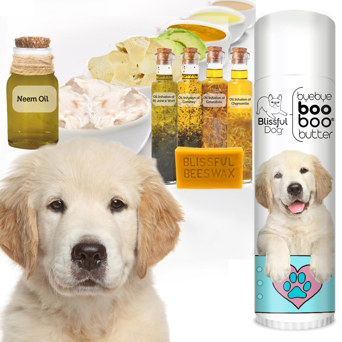 golden retriever puppy