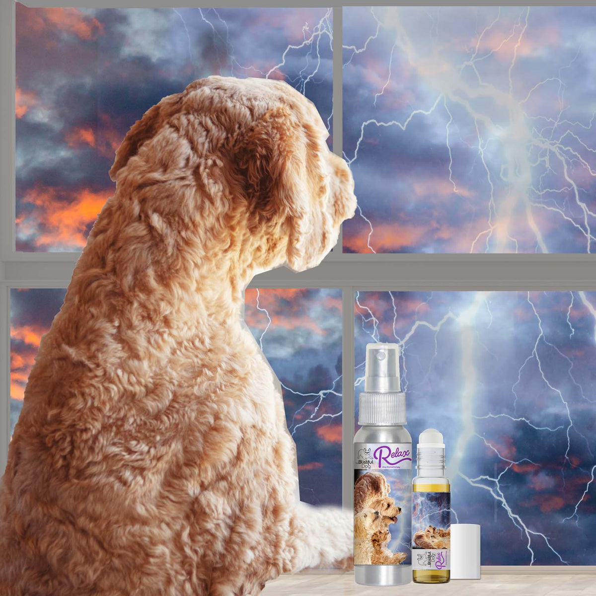 goldendoodle afraid of storms