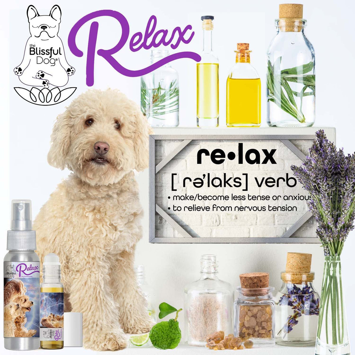 goldendoodle dog aromatherapy