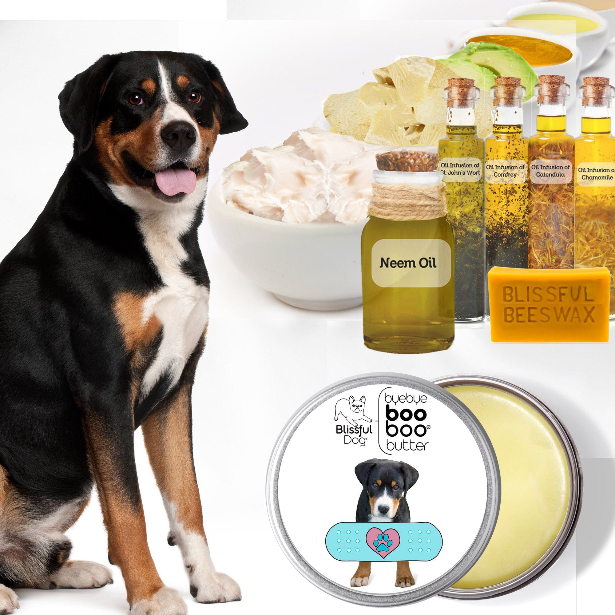 greater swiss mountain dog care