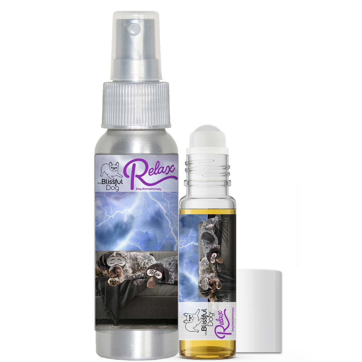 German shorthaired Pointer afraid